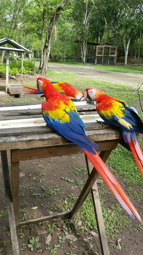 Guacamayas En Parque Arqueológico De Copan Ruinas Hermosas Visithonduras Elombligodeamerica