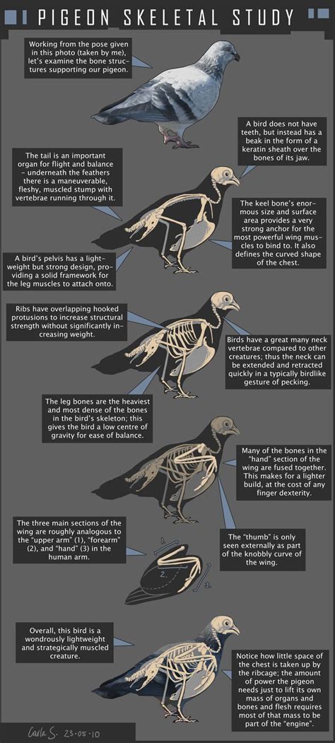 Pigeon Skeletal Study By Redwattlebird Bird Anatomy Pigeon Pictures