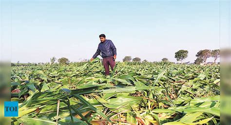 Nashik Crops On Over 1300 Hectare Damaged Due To Unseasonal Rainfall