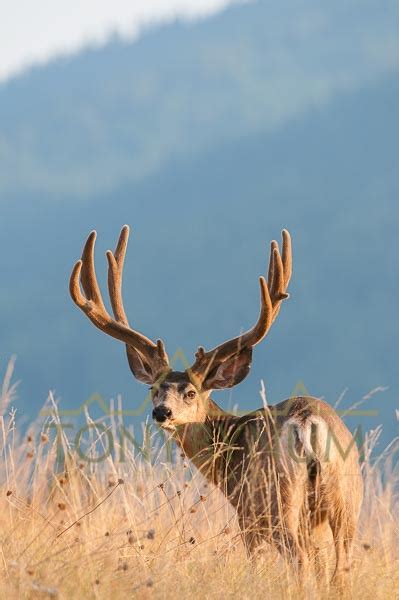 Mule Deer Buck Photographs — Tony Bynum Photography