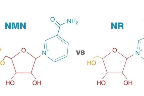 和颐有雅：抗衰利器nr是什么？与nmn有什么区别？ 哔哩哔哩