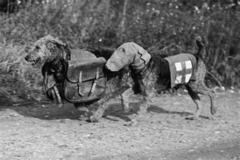 Le saviez vous 100 000 chiens furent mobilisés pendant la grande