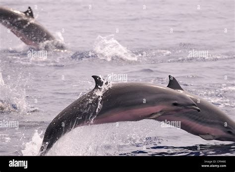 Frasers Dolphin Lagenodelphis Hosei Or Sarawak Dolphin Leaping Out