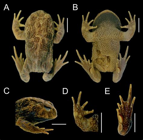 Dorsal And Ventral View Of The Skull Of Frog