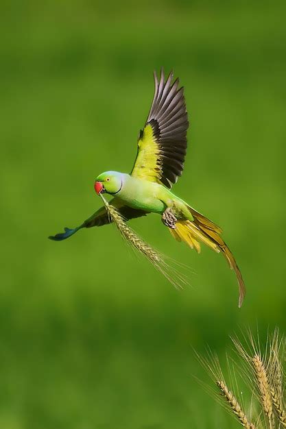 Premium Photo Rose Ringed Parakeet Male