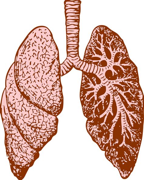 20000 Free Human Lung And Human Images Pixabay