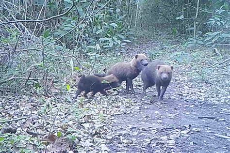 Rare Amazon Bush Dogs Caught On Camera In Bolivia