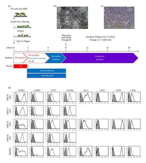 Derivation Of Mouse Ipsc Derived Mesenchymal Stem Cells Imsc A