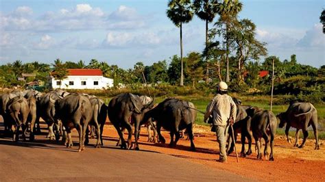 Cambodia Agriculture Forestry And Fishing Britannica