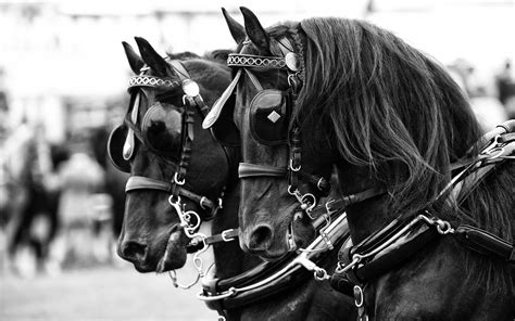 Carriage horses wallpaper | 1920x1200 | #12009