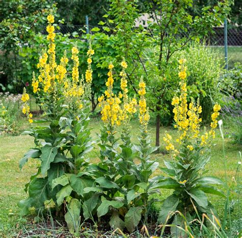 Earthcare Seeds Great Mullein 150 Seeds Heirloom Open Pollinated