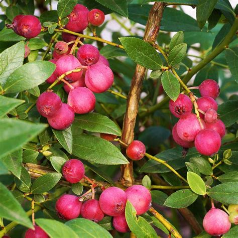 Pink Lemonade Blueberry Bushes For Sale