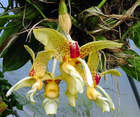 Hoa Phong Lan Vi T Vietnam Orchids Stanhopea