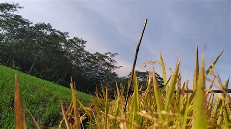 Alam Padi Sawah Foto Gratis Di Pixabay Pixabay