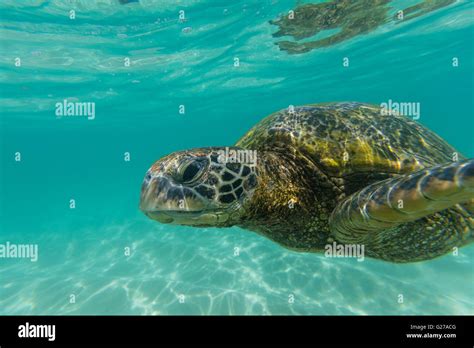 A close up view of a green sea turtle swimming in the ocean Stock Photo ...