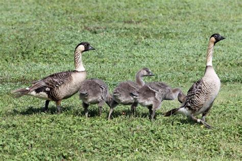 Endangered state bird of Hawaii returns to historic island habitat - UPI.com