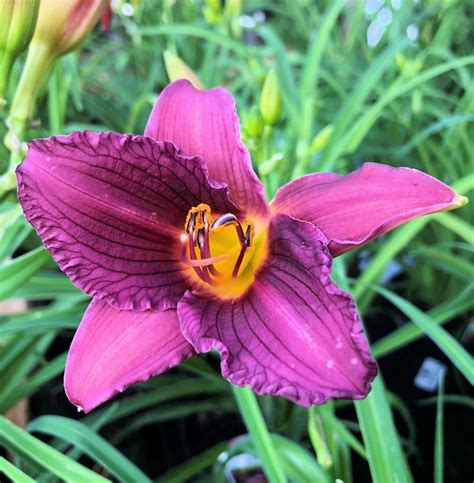 Buy Purple Doro Daylily Plants Online Stadler Nurseries