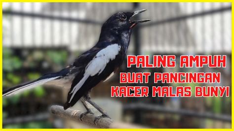 Suara Pancingan Kacer Gacor Ngeplong Di Pagi Hari Cocok Buat Poci