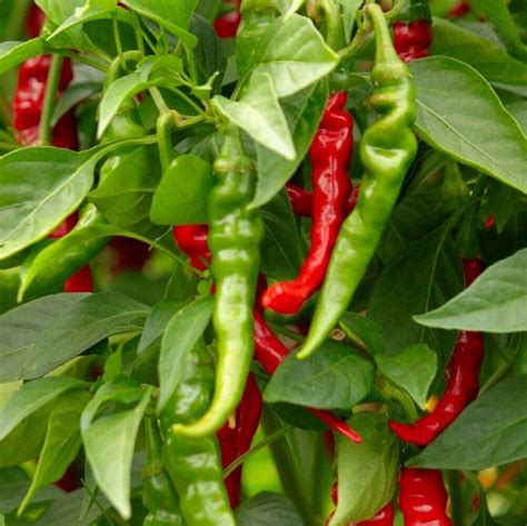 Long Slim Cayenne Hot Pepper Seeds Non Gmo Heirloom Fresh Garden