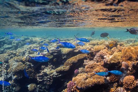 Foto De Red Sea Fusilier Fishes Caesio Suevica Is Small Blue Fish