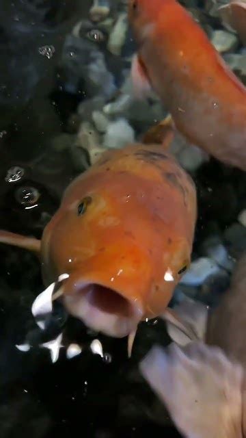 ВЫ ЭТО ВИДЕЛИ 🙀🙀 Поющие рыбы!!! #photography #beautiful #live #fishing ...