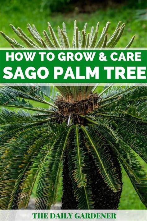 How To Plant Sago Palm Tree Complete Growing Care Tips