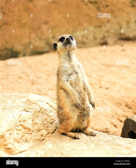 Meerkat in the zoo Stock Photo - Alamy