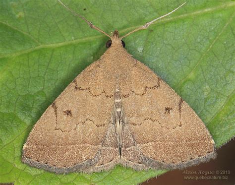 Phalaenostola Zanclognatha Protumnusalis Bugguide Net