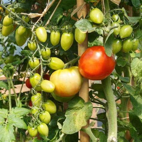 Lot De Tuteurs Pour Plantes Et L Gumes En Bambou Hauteur