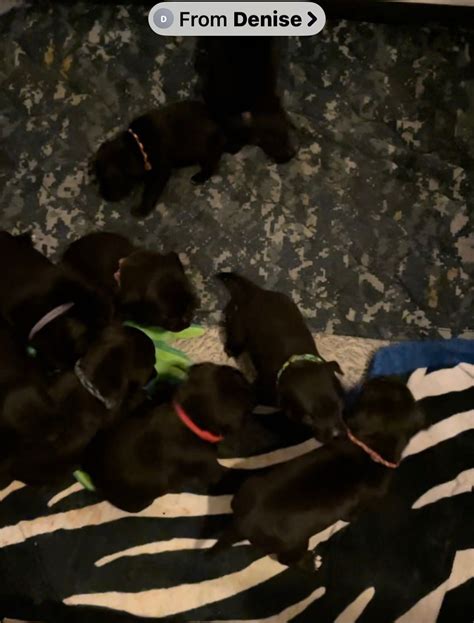 Staffordshire Bull Terrier (Stafford) Puppies For Sale