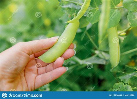 Gardening And Agriculture Concept Female Farm Worker Hand Harvesting