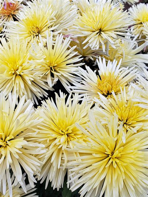 Chrysanthemum Joanette Bluestone Perennials