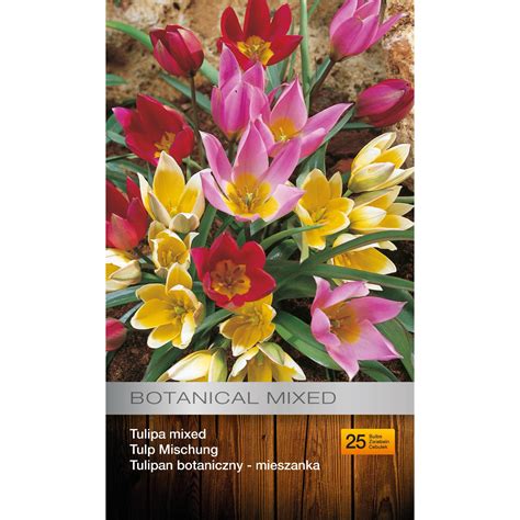 Tulipan Botaniczny 25szt Mix Kupuj W OBI