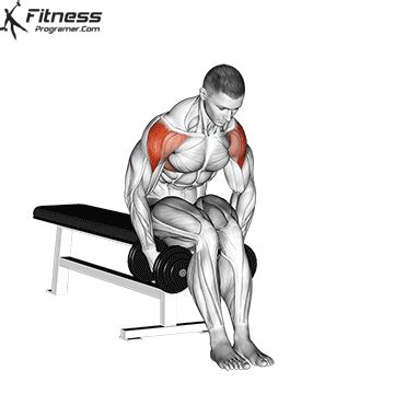 How To Seated Rear Lateral Dumbbell Raise Benefits Muscles Worked