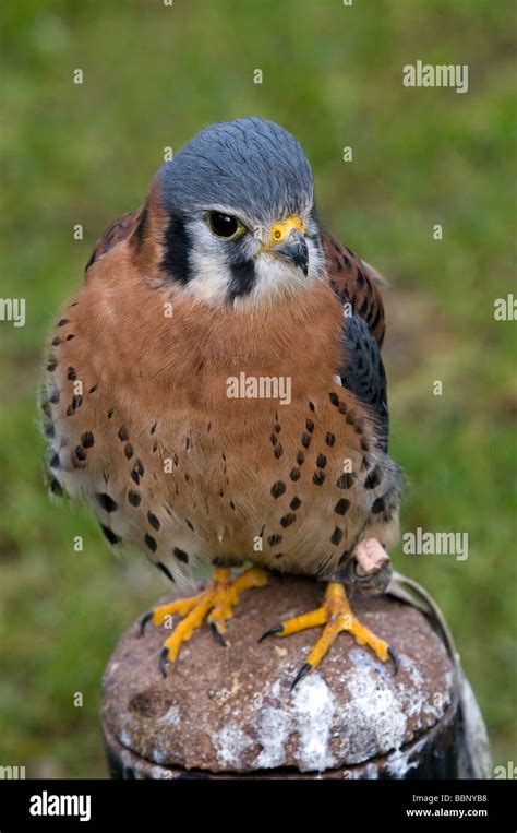 American Kestrel Perched On A Stump Falco Sparverius Stock Photo Alamy