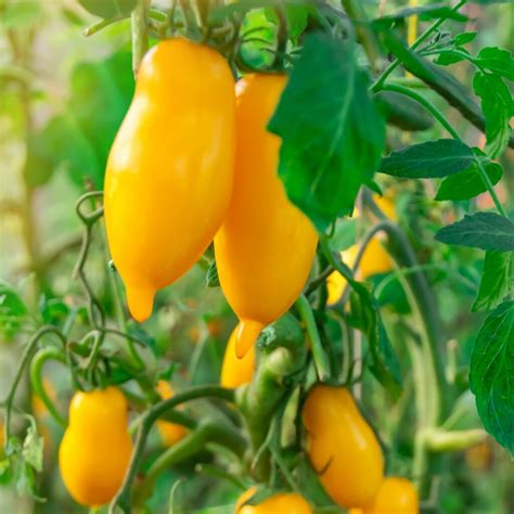 Tomato Banana Legs Tomato Premier Seeds Direct Ltd