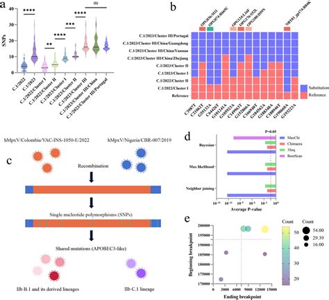 Molecular evolution characteristics of lineage IIb C.1 a The SNPs ...