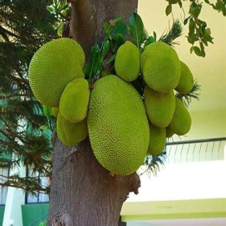 Mphmi Nursery Delhi Plant Ncr Jack Fruit Kathal Artocarpus