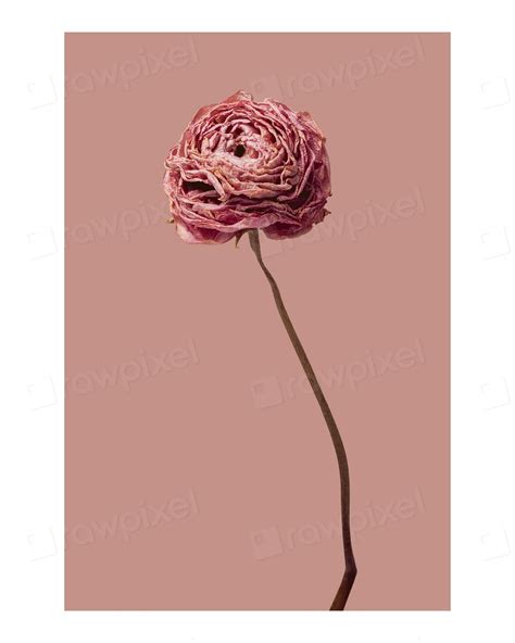 Aesthetic Flower Art Print Wall Premium Photo Rawpixel