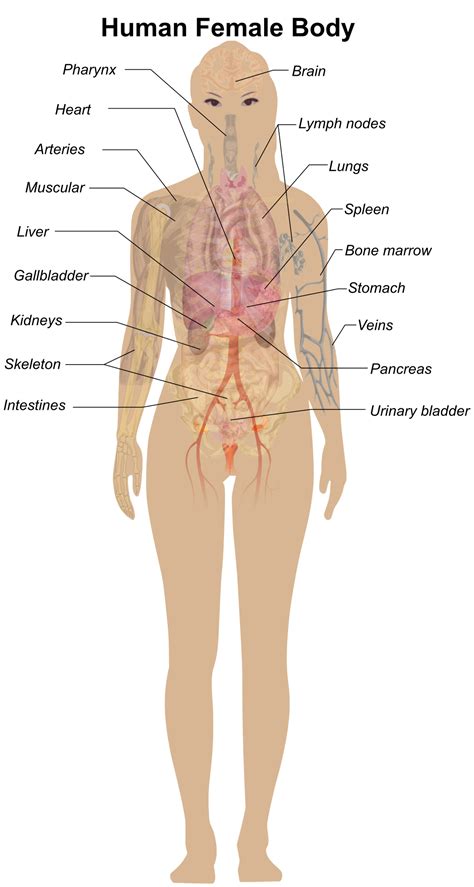 Female Body Diagram - Openclipart, woman's body - plantecuador.com