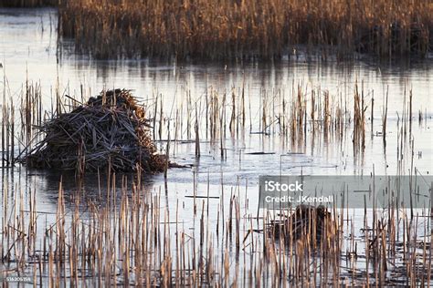 Muskrat Huts Stock Photo Download Image Now Animal Wildlife