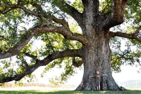 White Oak Trees – Pecan Creek Nursery