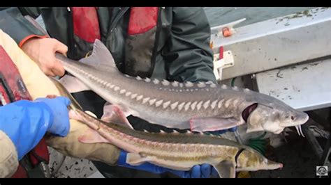 Sturgeon On The Columbia River Sturgeon History Life Cycle