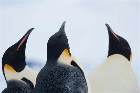 Emperor Penguin Mating