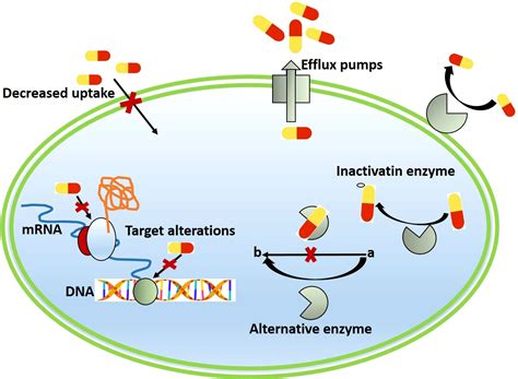 Frontiers Evolution And Implementation Of One Health To Control The