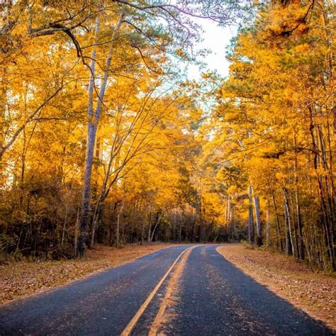 Seasonal Texas Activities - My Curly Adventures