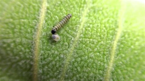 Newly Hatched Monarch Caterpillar Eating Its Eggshell Youtube