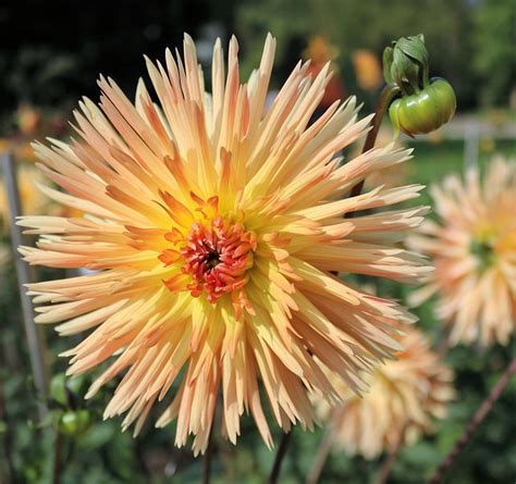 Chrysantheme Garten Sommerblumen Kostenloses Foto Auf Pixabay Pixabay