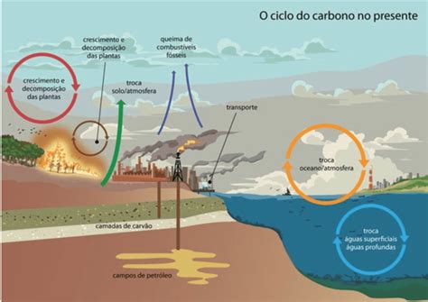 Quais Os Organismos E Processos Relacionados Ao Sequestro De Carbono