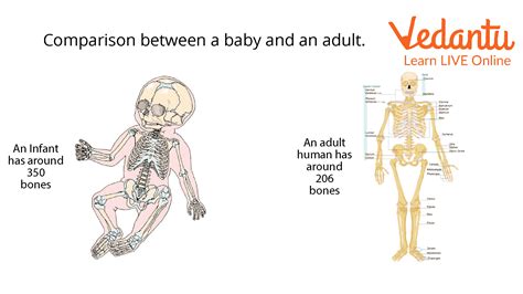 Facts About Bones in Babies | Learn and Solve Questions